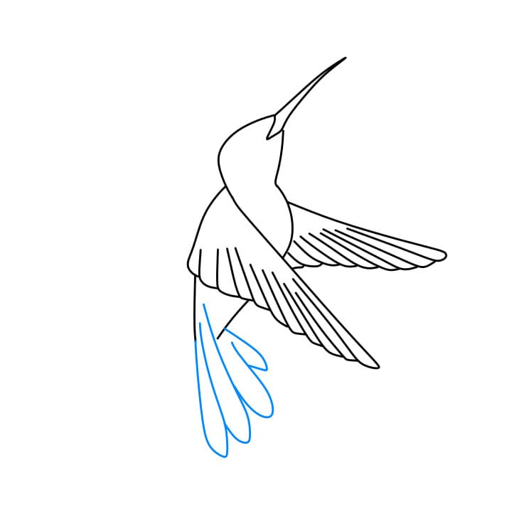 Hướng dẫn cách vẽ chim ruồi chi tiết từng bước cho bé - Bước 4