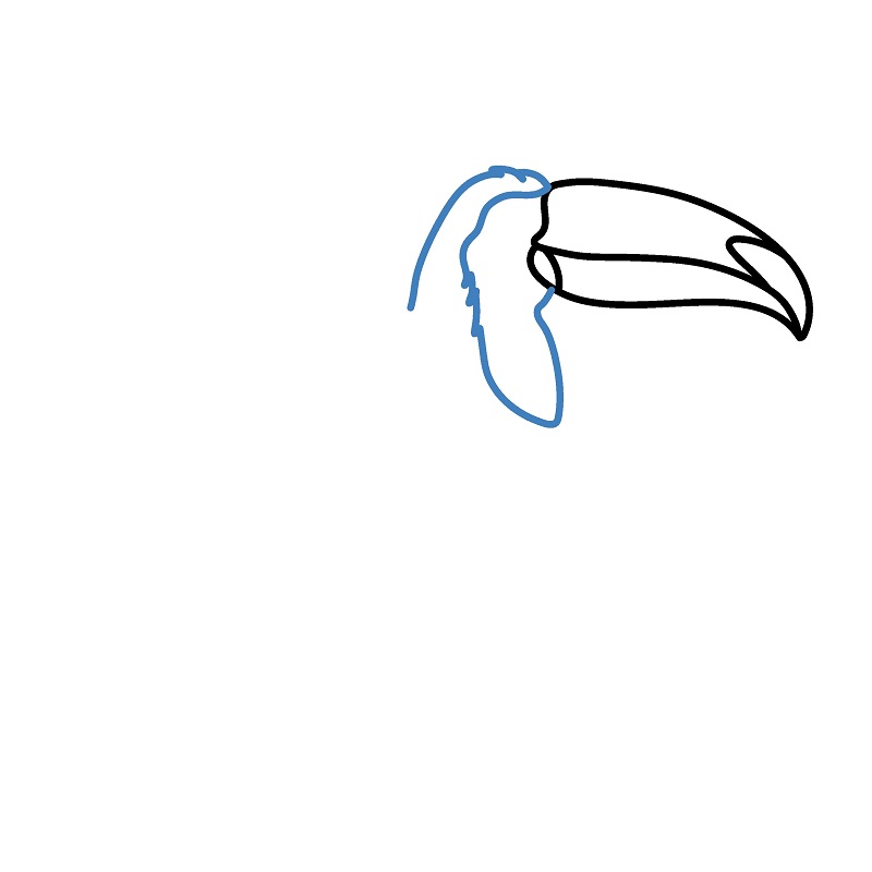 Hướng dẫn vẽ chim Toucan chân thực và chi tiết. - Bước 3