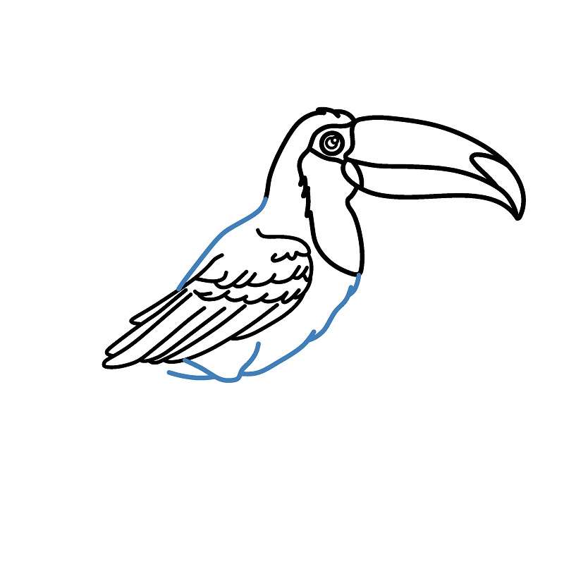 Hướng dẫn vẽ chim Toucan chân thực và chi tiết. - Bước 7