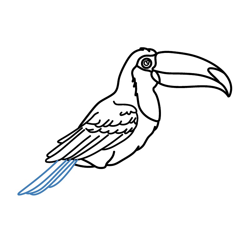 Hướng dẫn vẽ chim Toucan chân thực và chi tiết. - Bước 8
