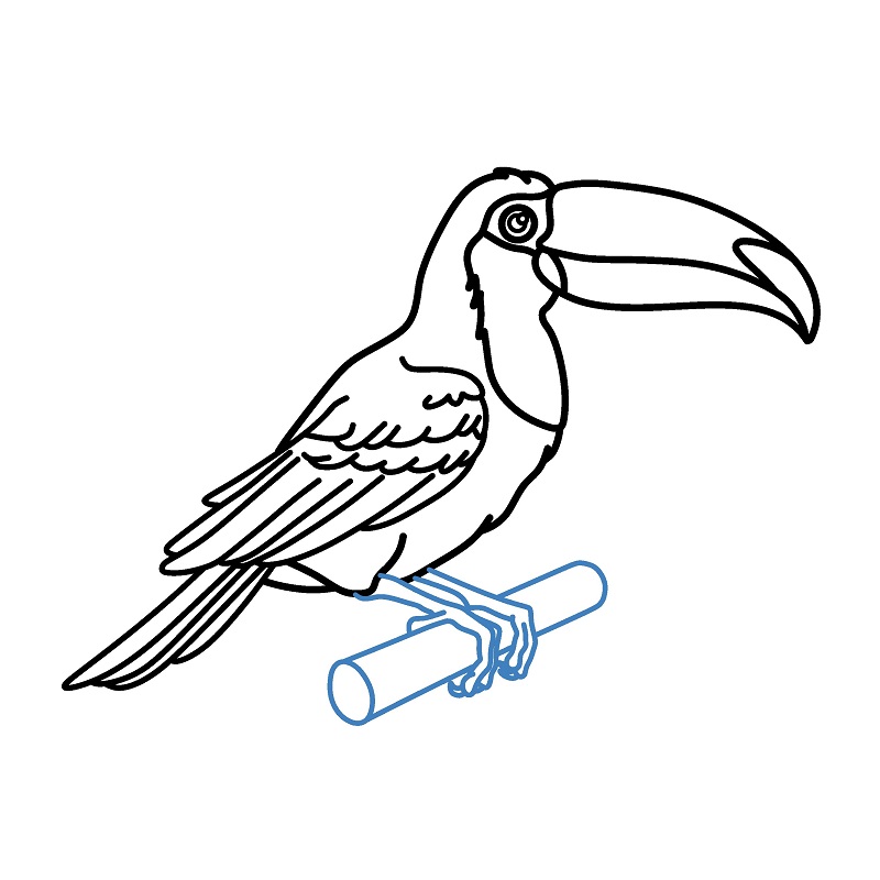 Hướng dẫn vẽ chim Toucan chân thực và chi tiết. - Bước 9