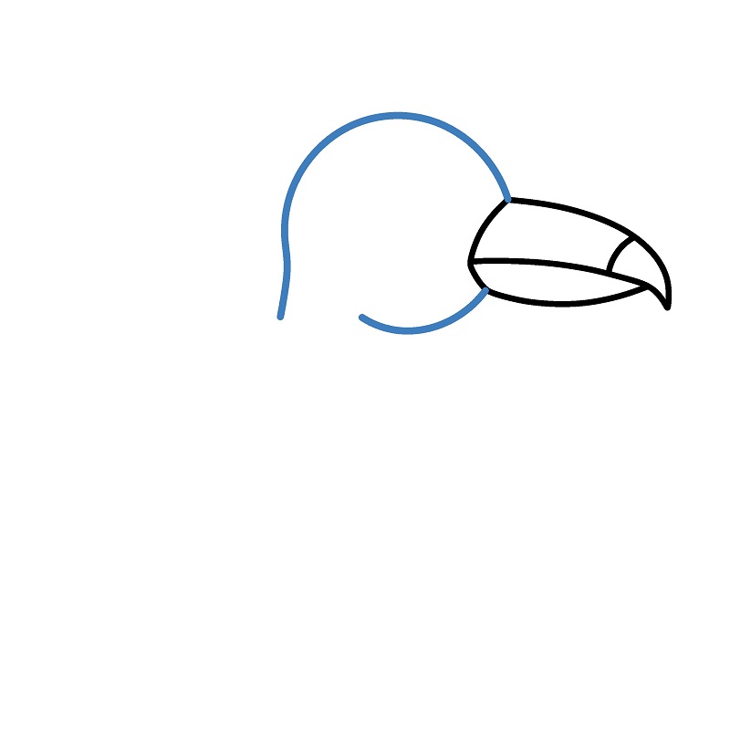 Hướng dẫn vẽ chim Toucan đơn giản. - Bước 2