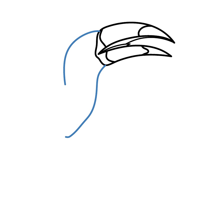 Hướng dẫn vẽ chim Toucan cực dễ và đẹp mắt. - Bước 3