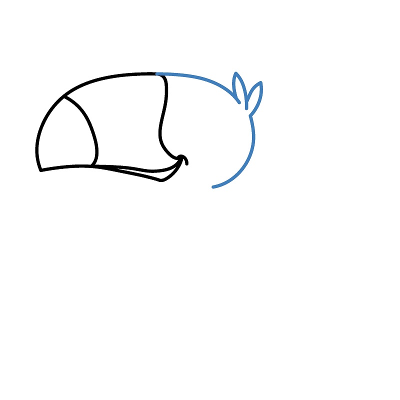 Hướng dẫn vẽ chim Toucan vui vẻ. - Bước 2