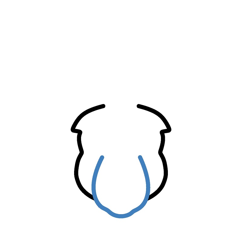 Hướng dẫn vẽ đầu của chuột túi. - Bước 2