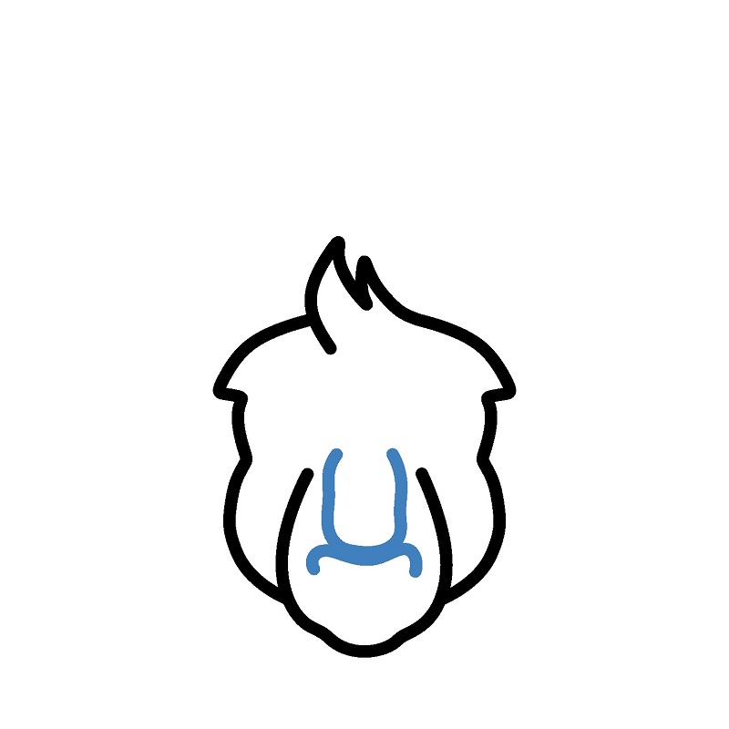 Hướng dẫn vẽ đầu của chuột túi. - Bước 4