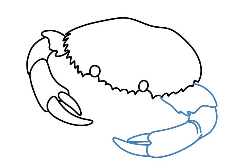 Hướng dẫn vẽ một con cua chân thực. - Bước 5