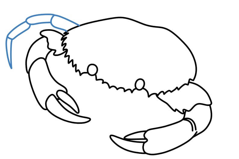 Hướng dẫn vẽ một con cua chân thực. - Bước 6