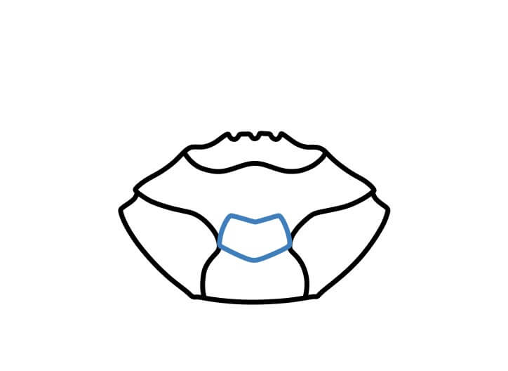 Hướng dẫn vẽ một con cua cơ bản. - Bước 4