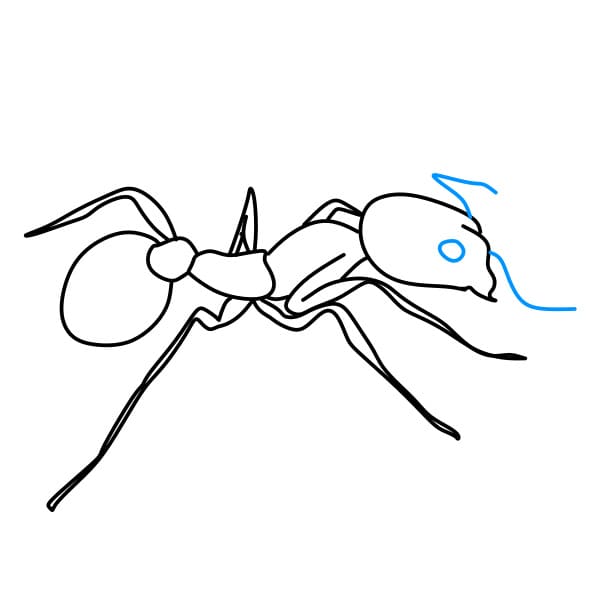Hướng dẫn vẽ con kiến đơn giản cho bé - Bước 5