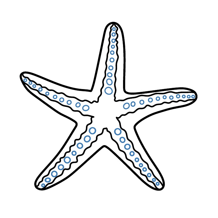 Hướng dẫn vẽ con sao biển thon gọn. - Bước 3