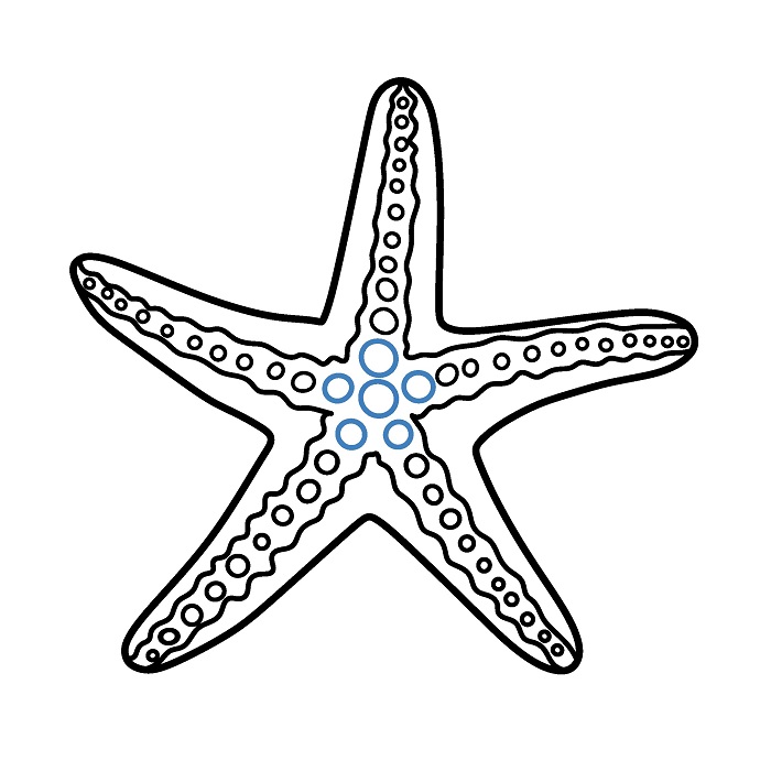 Hướng dẫn vẽ con sao biển thon gọn. - Bước 4
