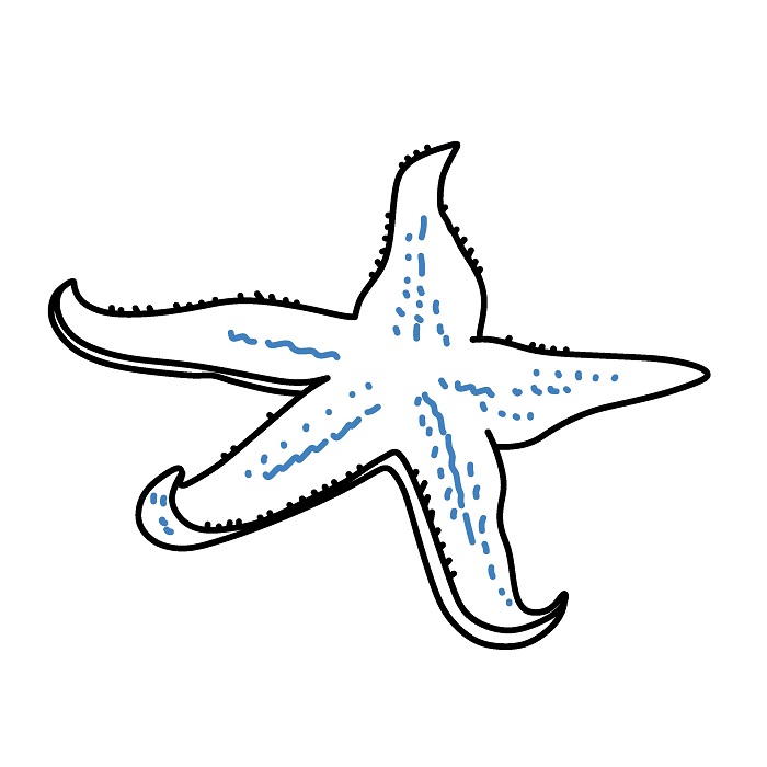 Hướng dẫn vẽ con sao biển chân thực. - Bước 5