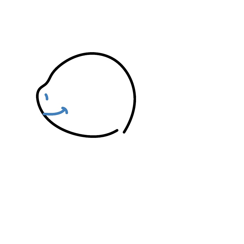 Hướng dẫn vẽ con thằn lằn nhỏ đáng yêu. - Bước 2