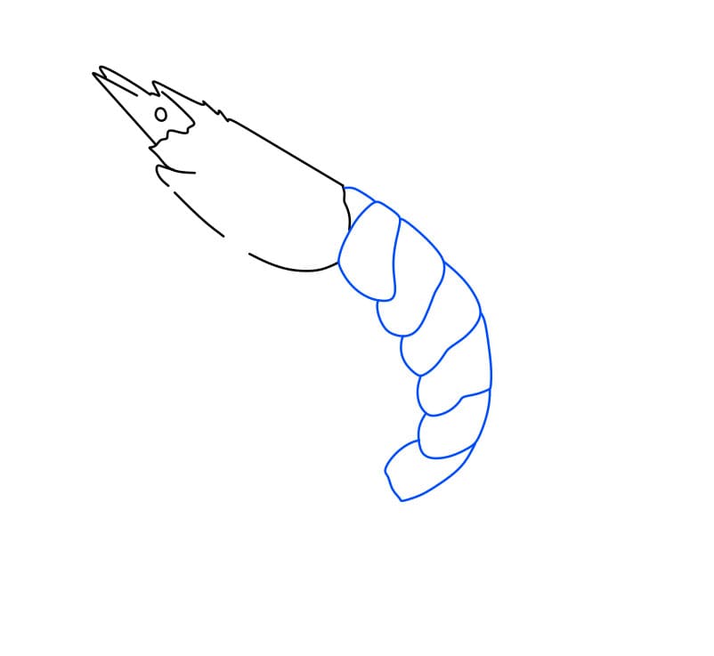 Hướng dẫn vẽ con tôm đơn giản - Bước 2