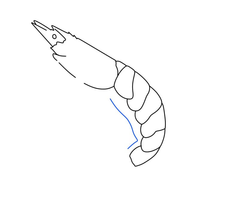 Hướng dẫn vẽ con tôm đơn giản - Bước 3