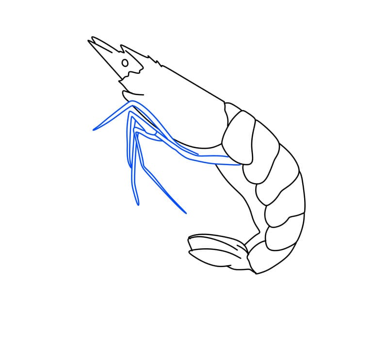 Hướng dẫn vẽ con tôm đơn giản - Bước 5