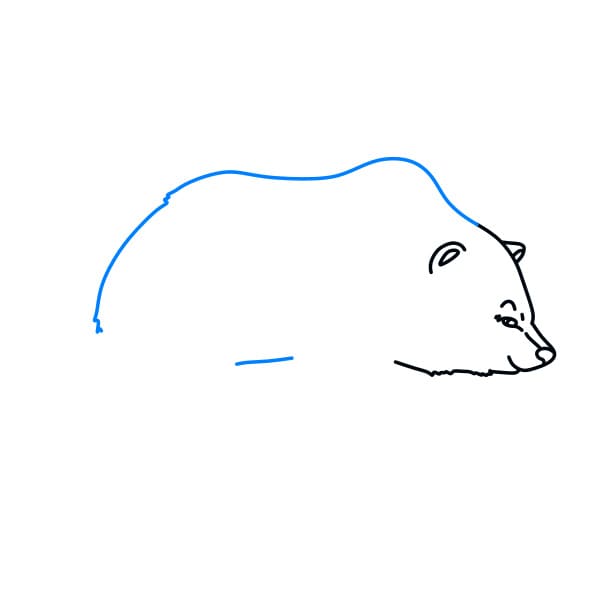 Hướng dẫn vẽ chú gấu hoang dã - Bước 5