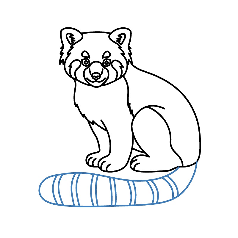 Hướng dẫn vẽ một con gấu trúc đỏ chân thực. - Bước 9