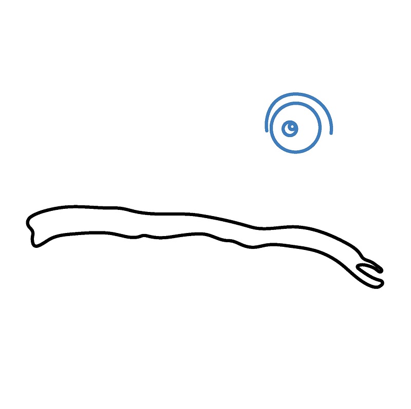 Hướng dẫn vẽ con Tắc kè hoa đẹp mắt. - Bước 2