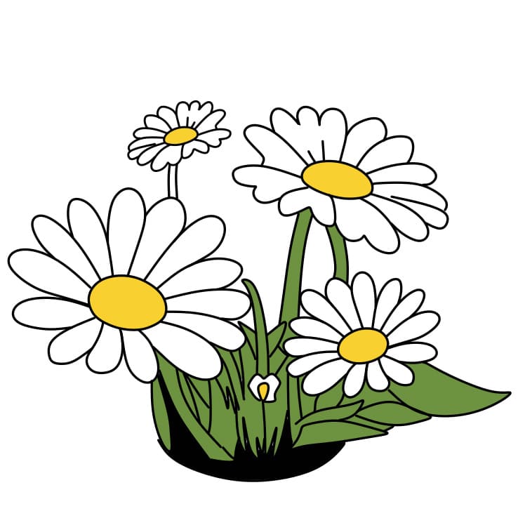 Hướng dẫn cách vẽ hoa cúc đơn giản và đẹp cho bé - Bước 6