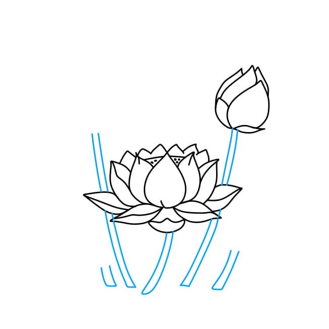 Hướng dẫn vẽ hoa sen - Bước 3