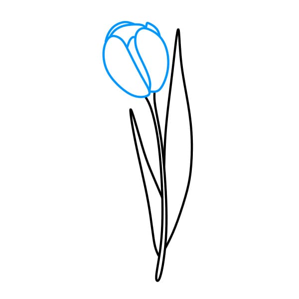 Hướng dẫn vẽ bông hoa tulip - Bước 3