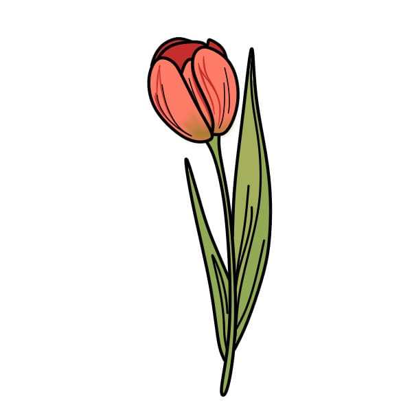 Hướng dẫn vẽ bông hoa tulip - Bước 5