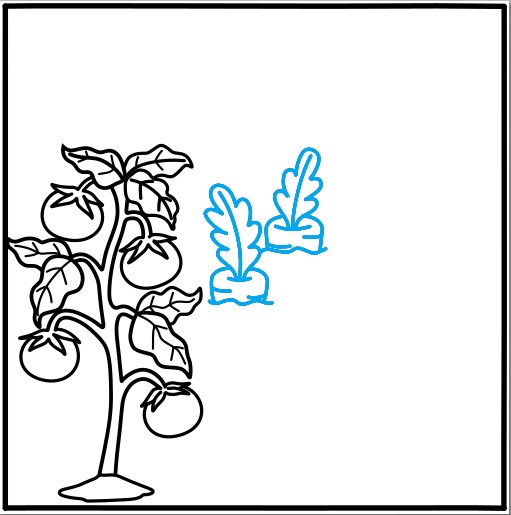 Hướng dẫn vẽ vườn rau củ quả - Bước 6