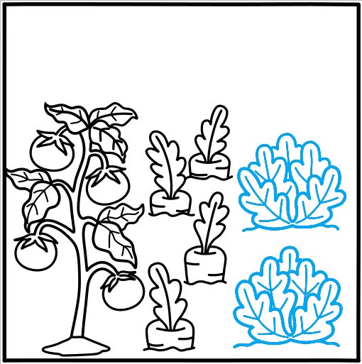 Hướng dẫn vẽ vườn rau củ quả - Bước 8