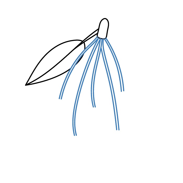 Hướng dẫn vẽ chùm Quả Cherry. - Bước 2