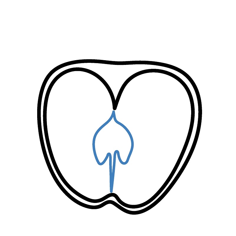 Hướng dẫn vẽ nửa quả táo. - Bước 3
