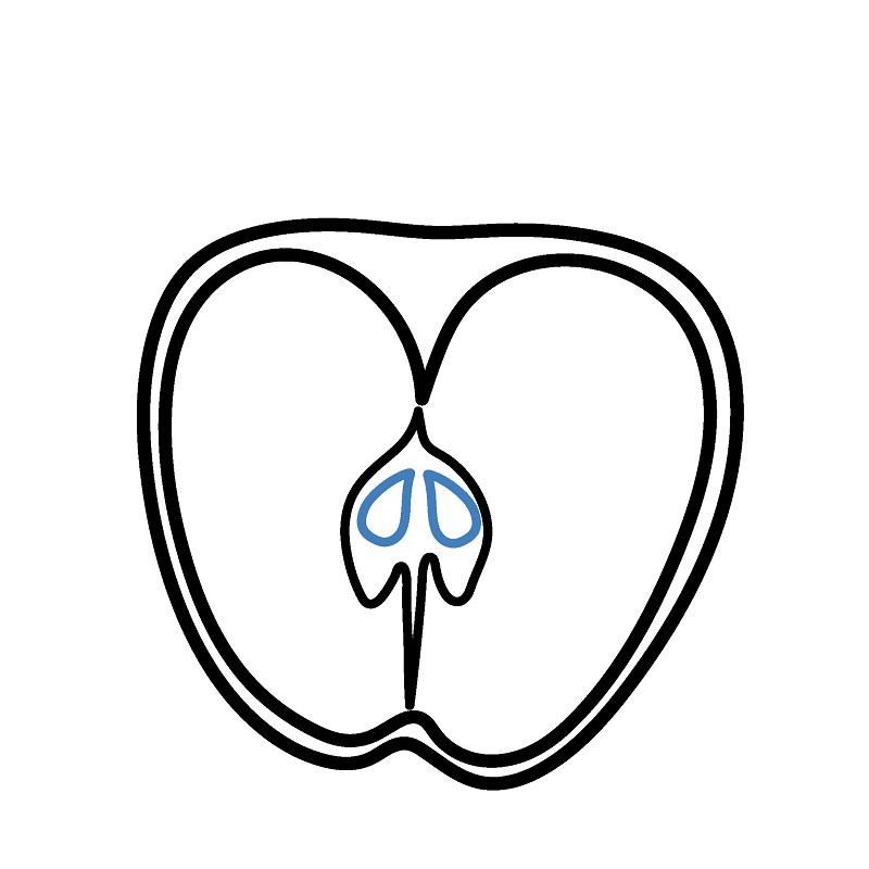 Hướng dẫn vẽ nửa quả táo. - Bước 4