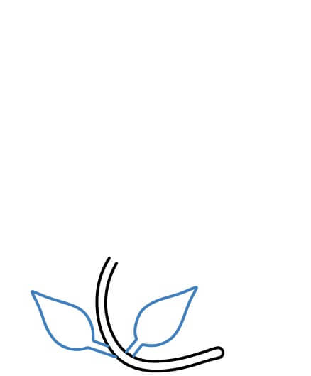 Hướng dẫn vẽ nhánh cây dây leo hình chữ S đơn giản. - Bước 2