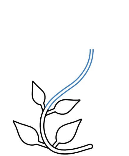Hướng dẫn vẽ nhánh cây dây leo hình chữ S đơn giản. - Bước 4