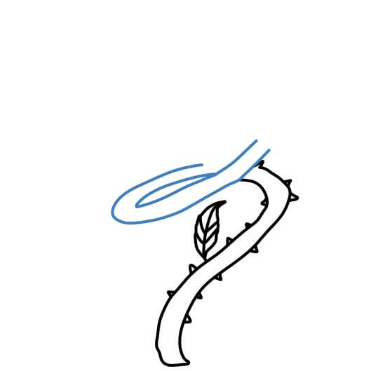 Hướng dẫn vẽ cây dây leo xoắn có nhiều gai. - Bước 3