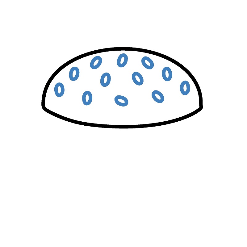 Hướng dẫn vẽ một chiếc Hamburger cực kì hấp dẫn. - Bước 2