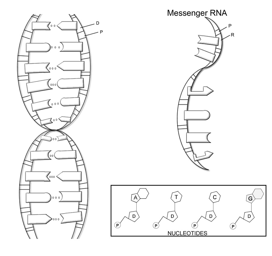 cấu trúc dna