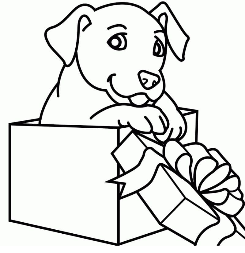 Chú Chó và Hộp Quà