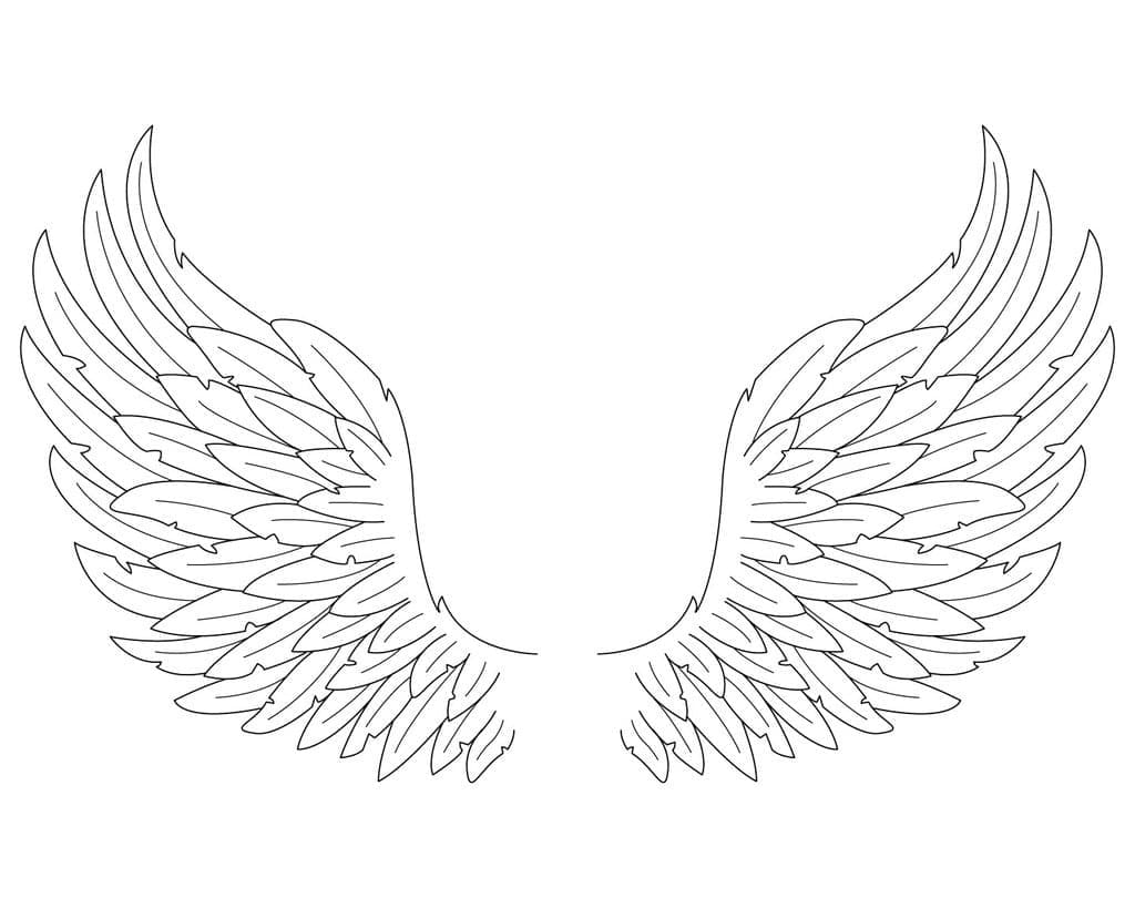 Đôi Cánh Chim Đẹp