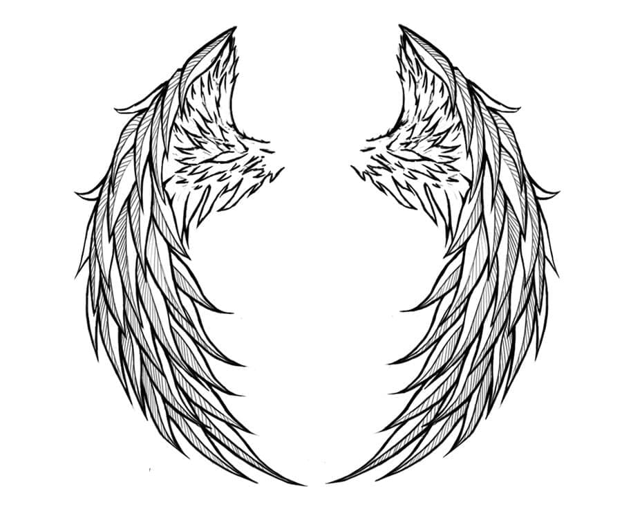 Đôi Cánh Đẹp Lộng Lẫy