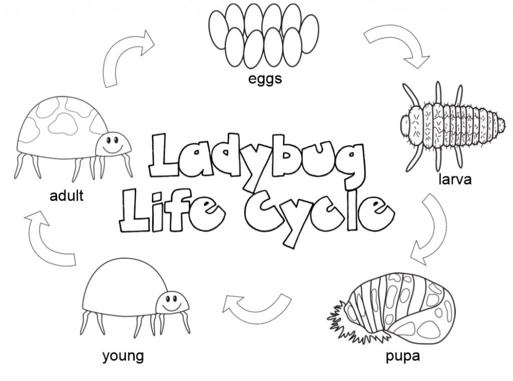 Vong Đời Bọ Cánh Cam