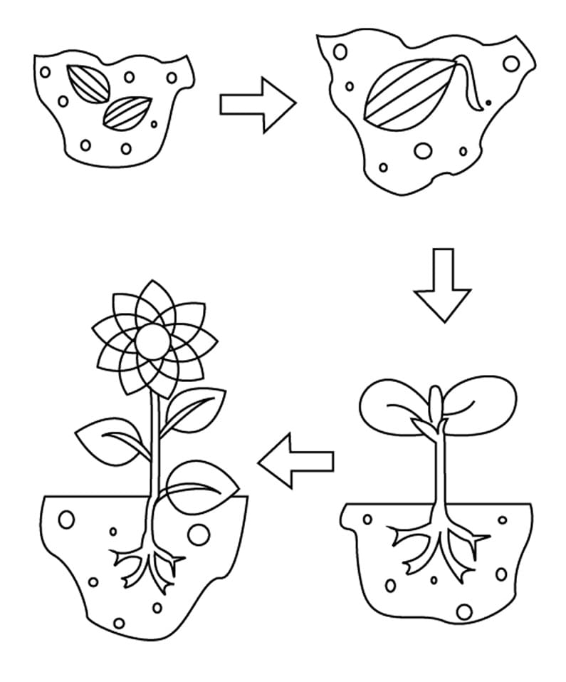 Vong Đời Bông Hoa