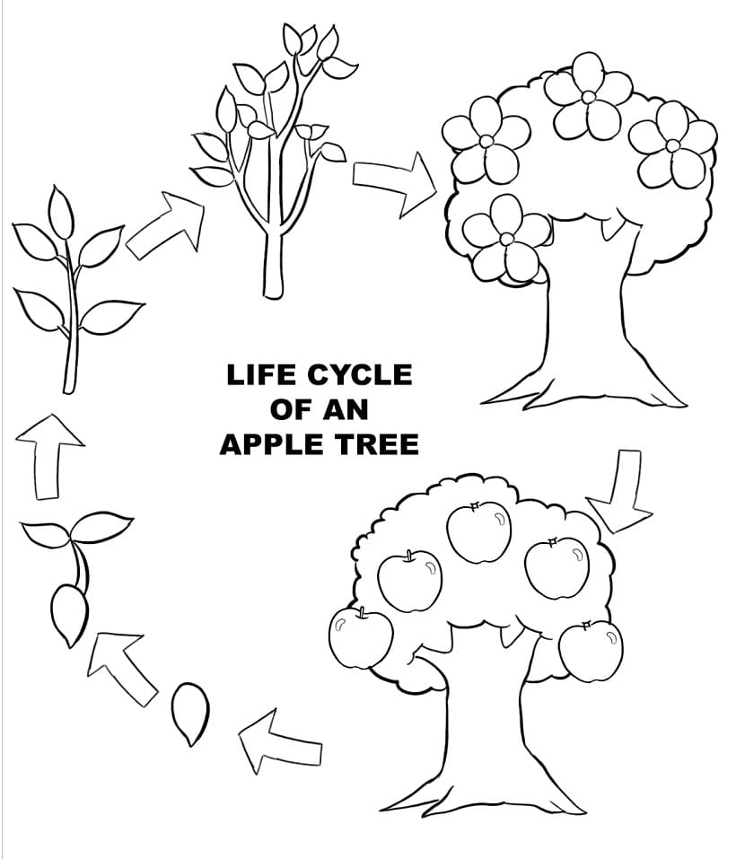 Vong Đời Cây Táo