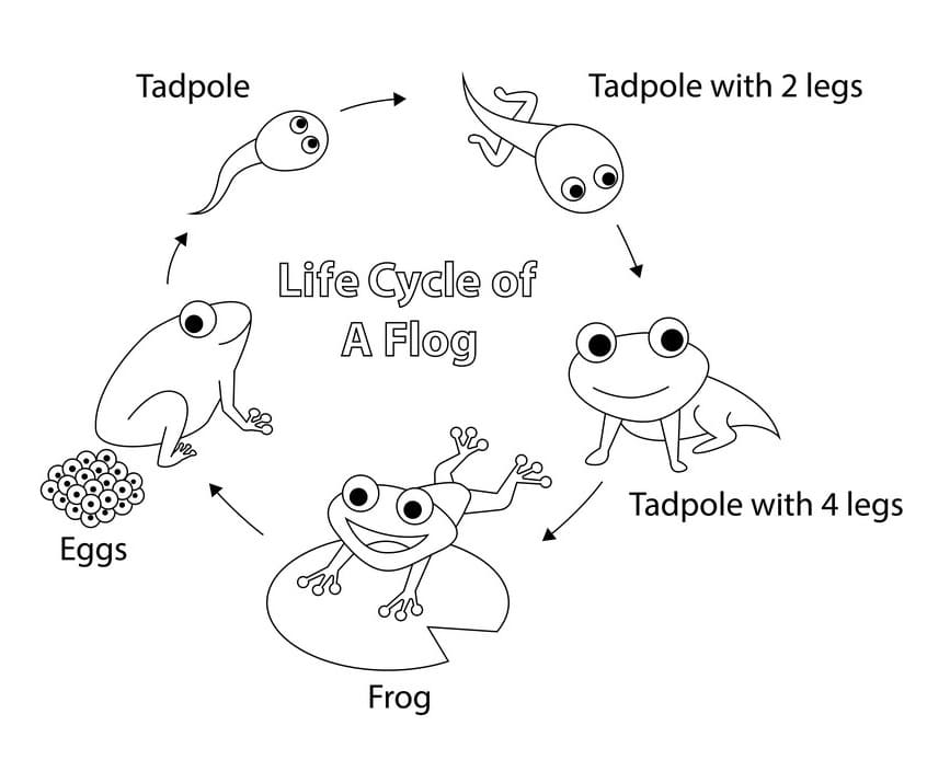 Vong Đời Con Ếch