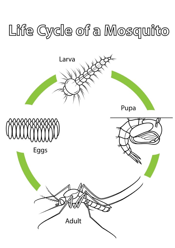 Vong Đời Con Muỗi