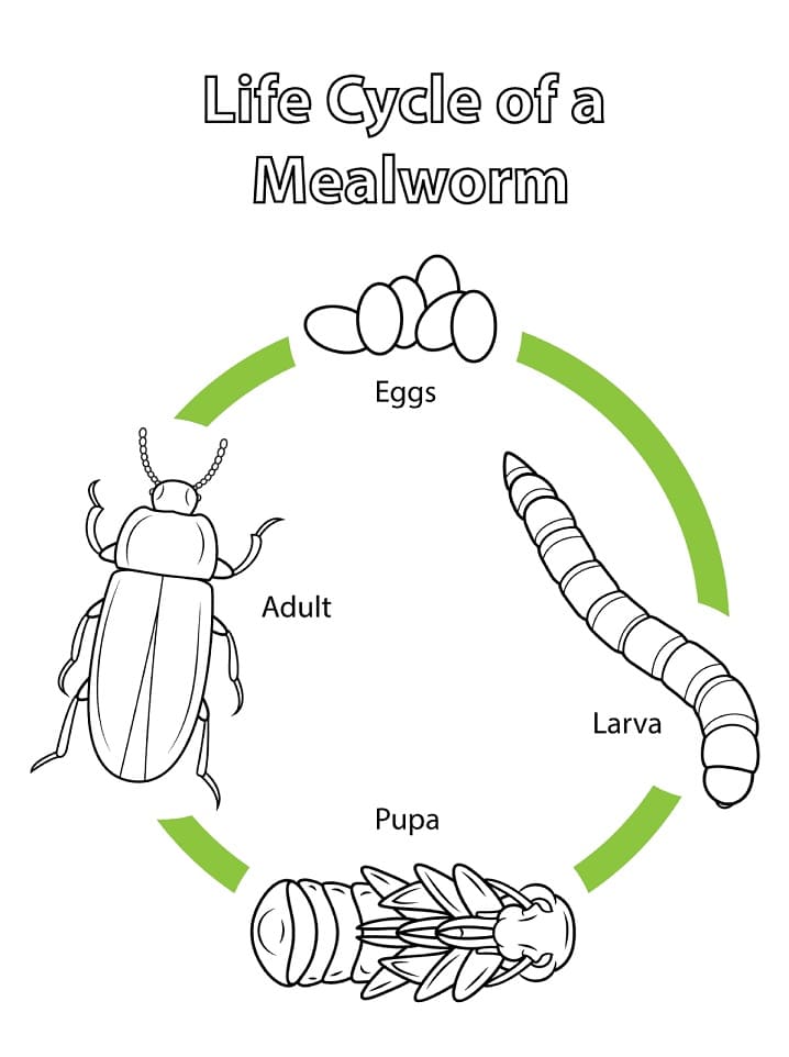 Vong Đời Sâu Bột
