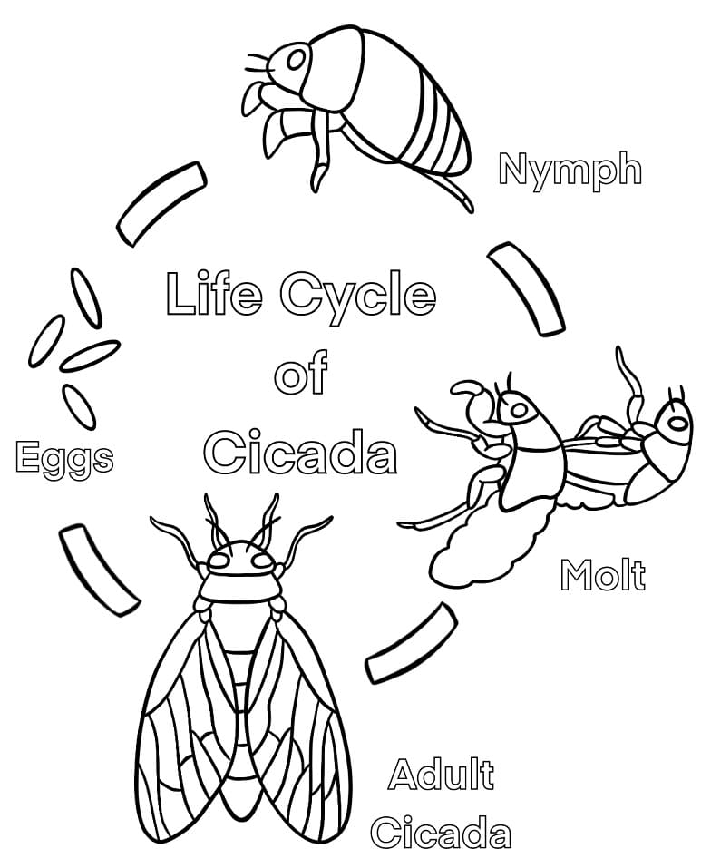 Vong Đời Ve Sầu