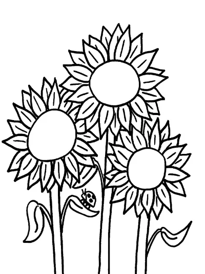 3 cành hoa hướng dương