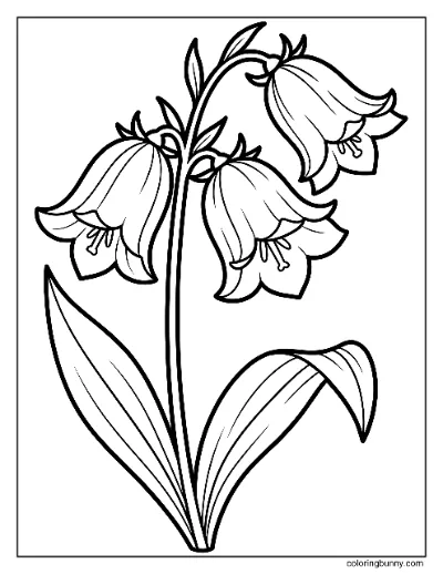 Trang Tô Màu Hoa Chuông Xanh